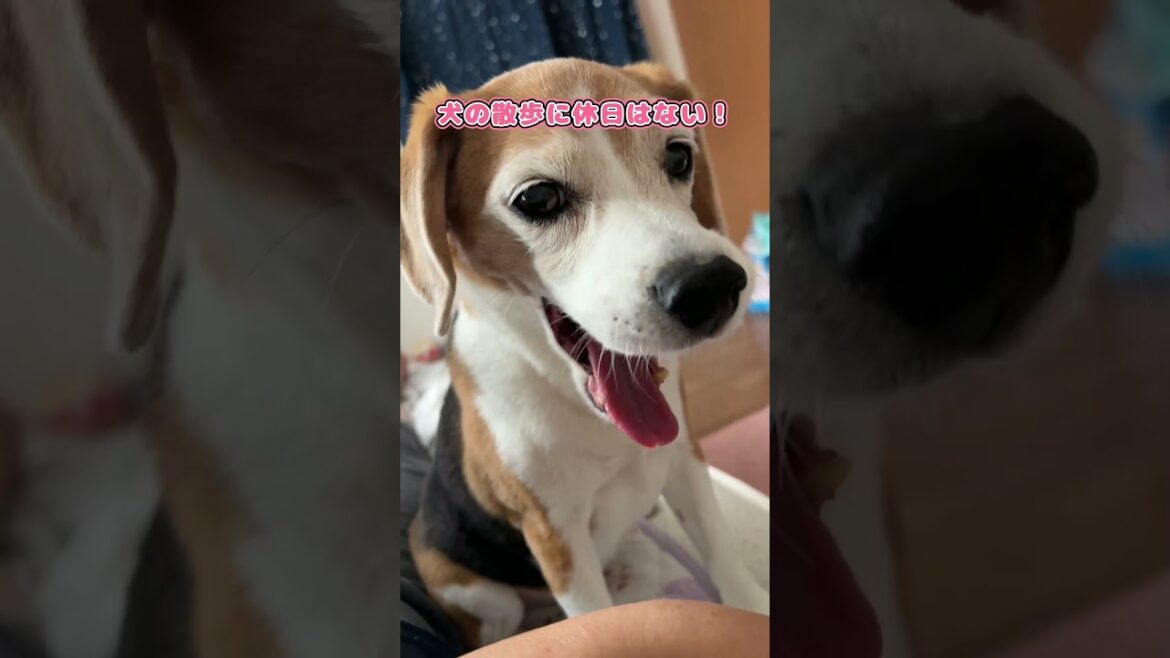 【ビーグル犬】犬の散歩に休日はない！【Beagle Dog】