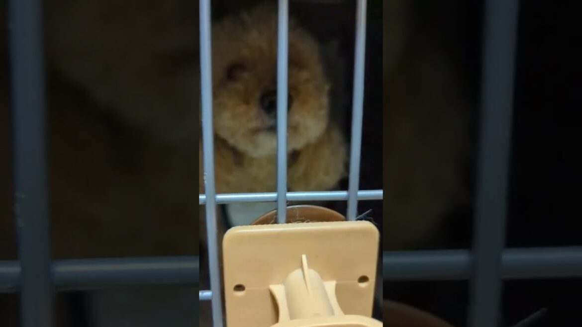 ケージにいるだけでちょっとホラーなトイプードル💦