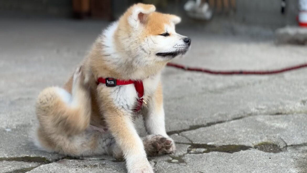 秋田犬むっちゃんのカイカイ　これから始まる忠犬物語