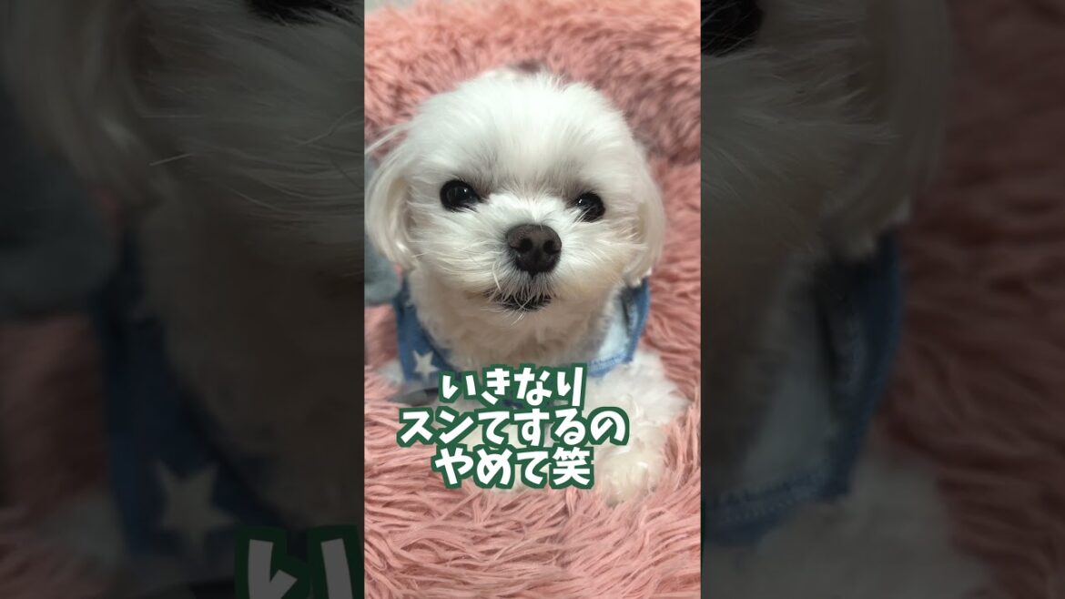#shorts ご機嫌でニコニコのマルチーズが可愛い