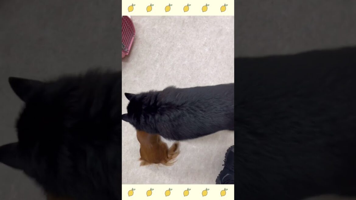 犬のようちえん・ほいくえん・お泊りトレーニング・スキッパーキ#犬のしつけ#shorts