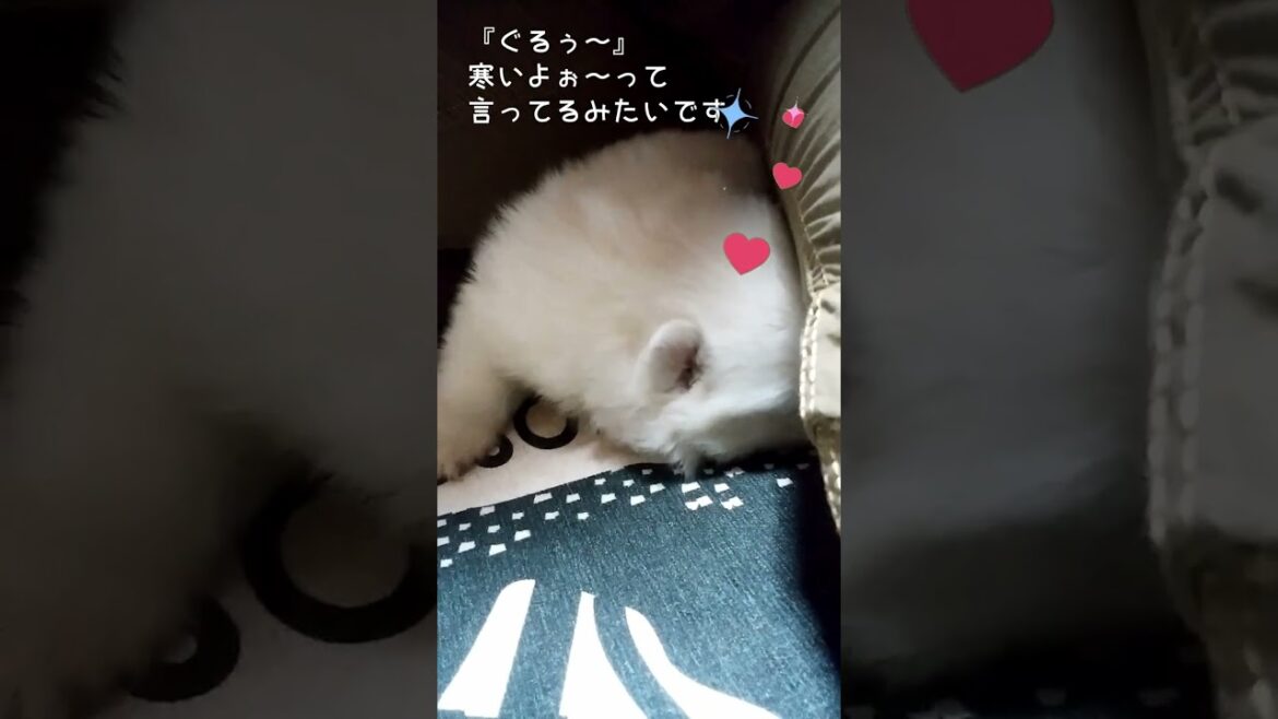 日本スピッツの雪ちゃん、生後20日　#shorts, #japanesespitz, #ショート