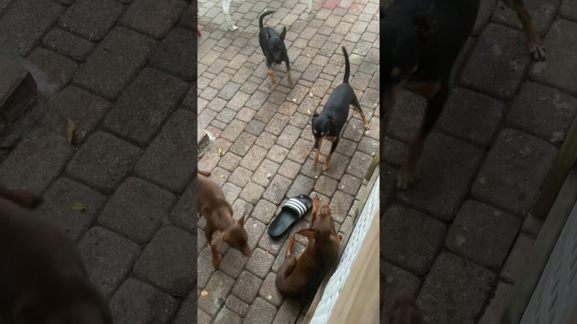 Playtime Is Important For Our Min Pins #Shorts