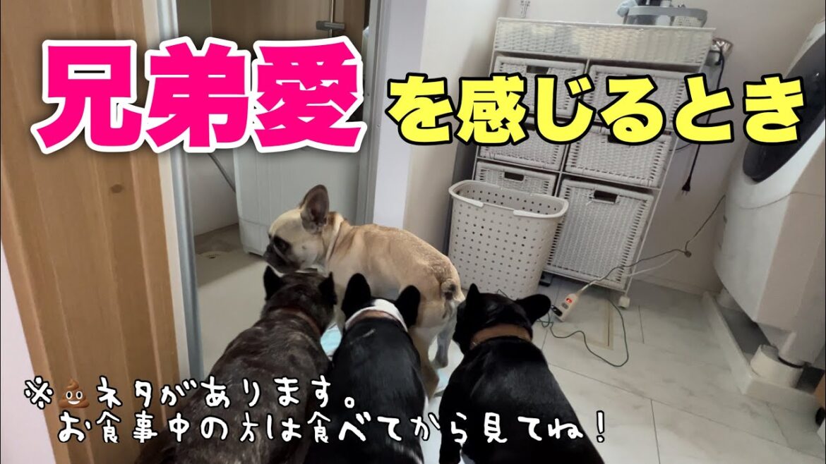 多頭飼いってやっぱりいいね！体調崩した弟犬を気づかう兄弟たち
