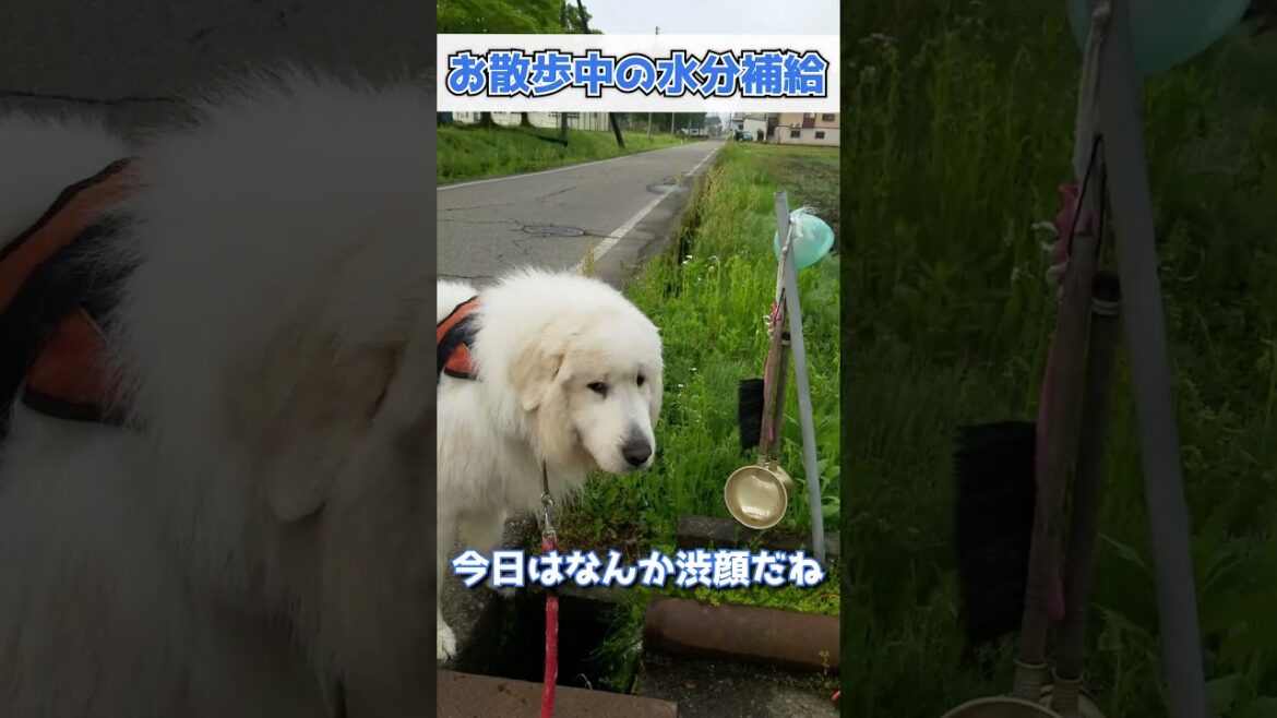 お散歩中の水分補給💙 #グレートピレニーズ #超大型犬 #レン #まったり #のんびり #散歩 #Shorts お散歩中の水分補給💙 #グレートピレニーズ #超大型犬 #レン #まったり #のんびり #散歩 #Shorts