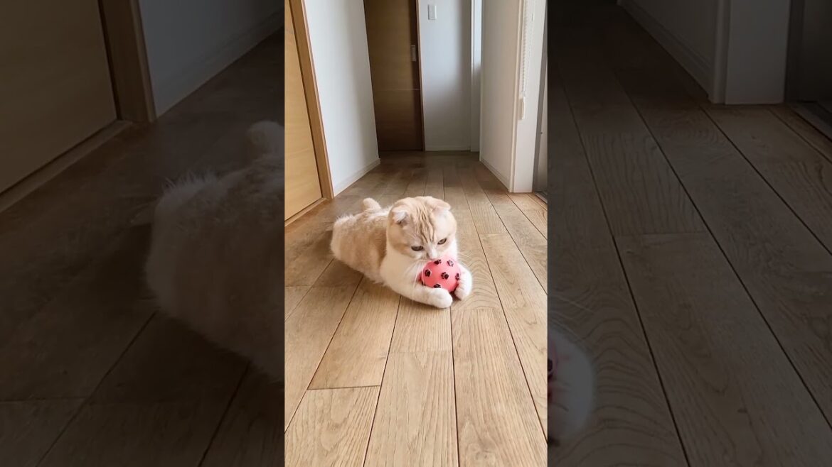 猫にボールを投げるとこうなる...笑#short