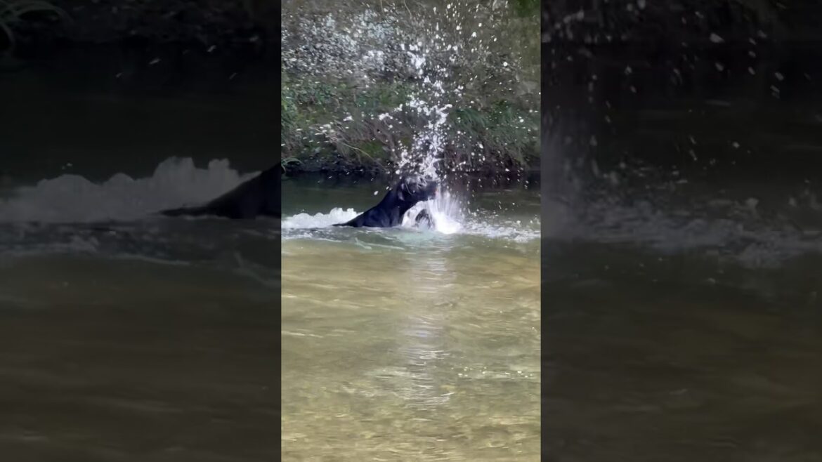 超楽しい川遊び グレートデン 泳ぎます！ 超大型犬 多頭飼育 グレートデーン クィーンちゃん ニューファンドランド ボス君 渡辺ボス 大型犬