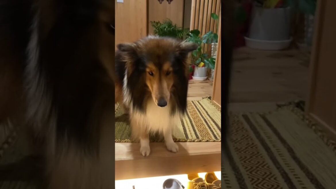 毎日のルーティンをたまにサボる犬#shorts #犬 #dog