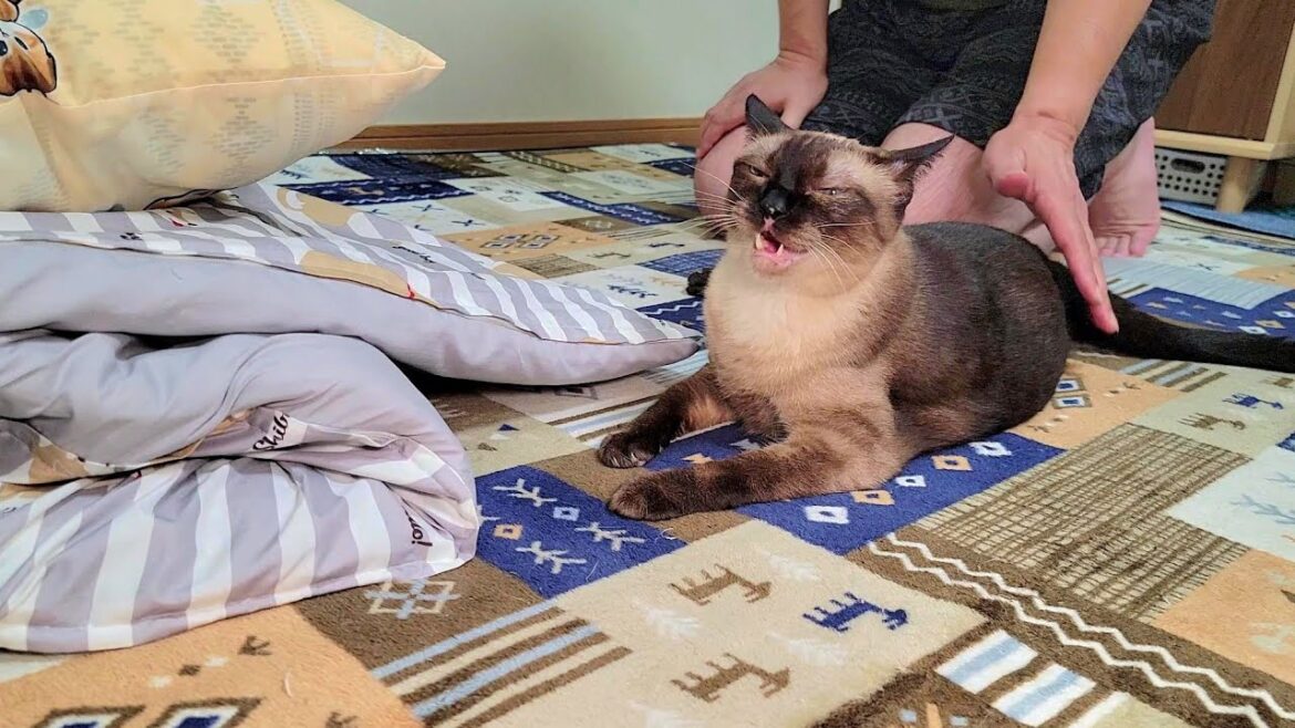 布団を敷こうした時に座っていたシャム猫に退けてくれるようお願いした結果🎉