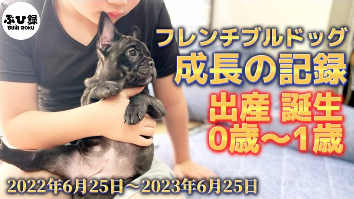 出産、そして誕生！本日1歳を迎えたフレンチブルドッグの成長の記録！