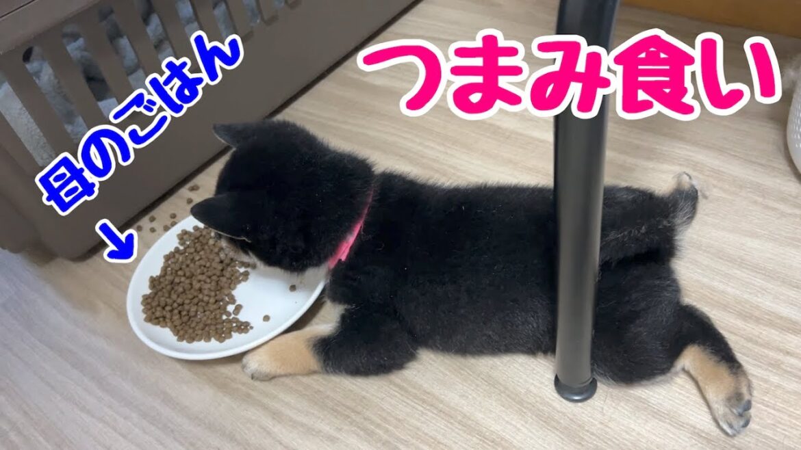 【柴犬 子犬】母犬のごはんが子犬たちにつまみ食いされる瞬間を押さえました