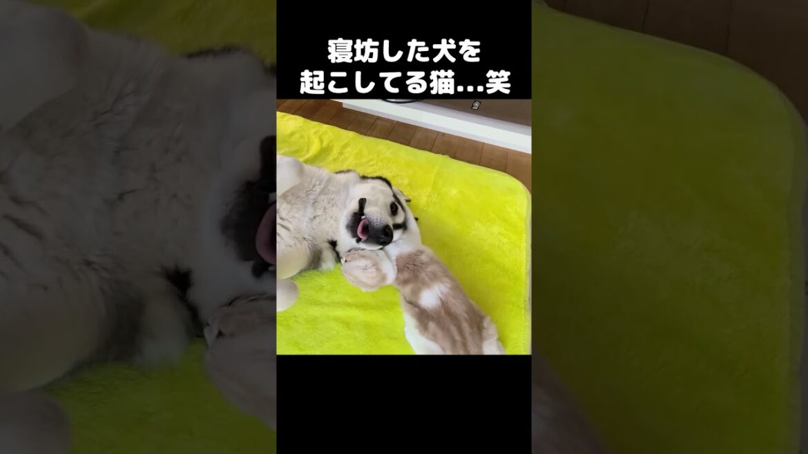 寝坊した犬を起こしてる猫がこちら...笑#shorts