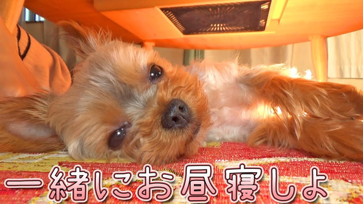 【ヨークシャテリア】コロンと横になるヨークシャテリア【Yorkshire Terrier】