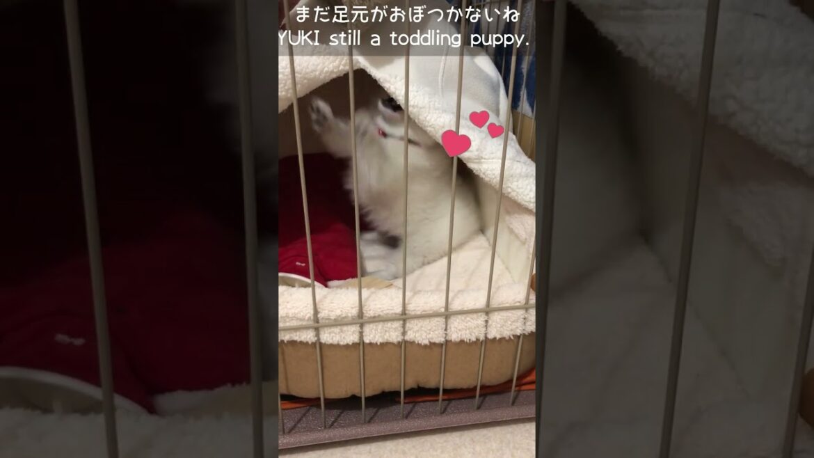 日本スピッツの雪ちゃんが我が家にやってきた"２"　#shorts, #short, #japanesespitz #ショート