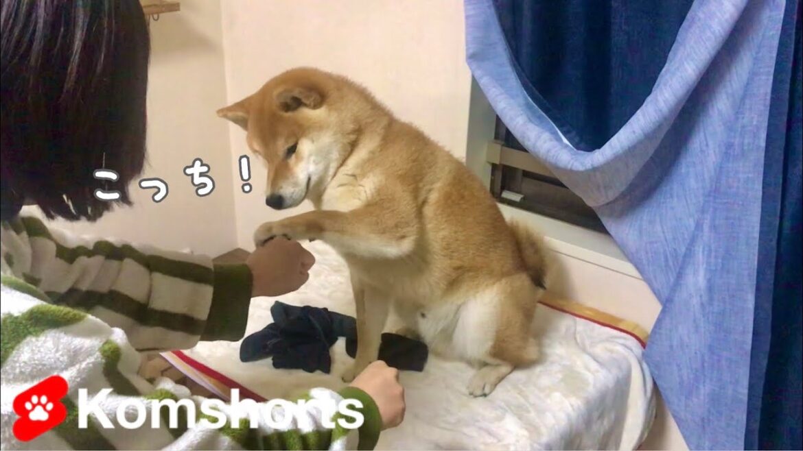 【#shorts】手品に驚愕する柴犬　Shiba Inu astonished by magic tricks
