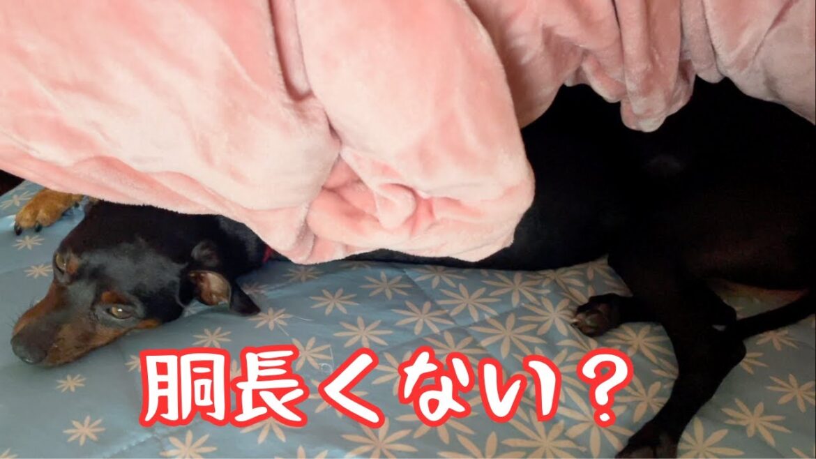 胴長犬【ミニピン】【イタグレ】