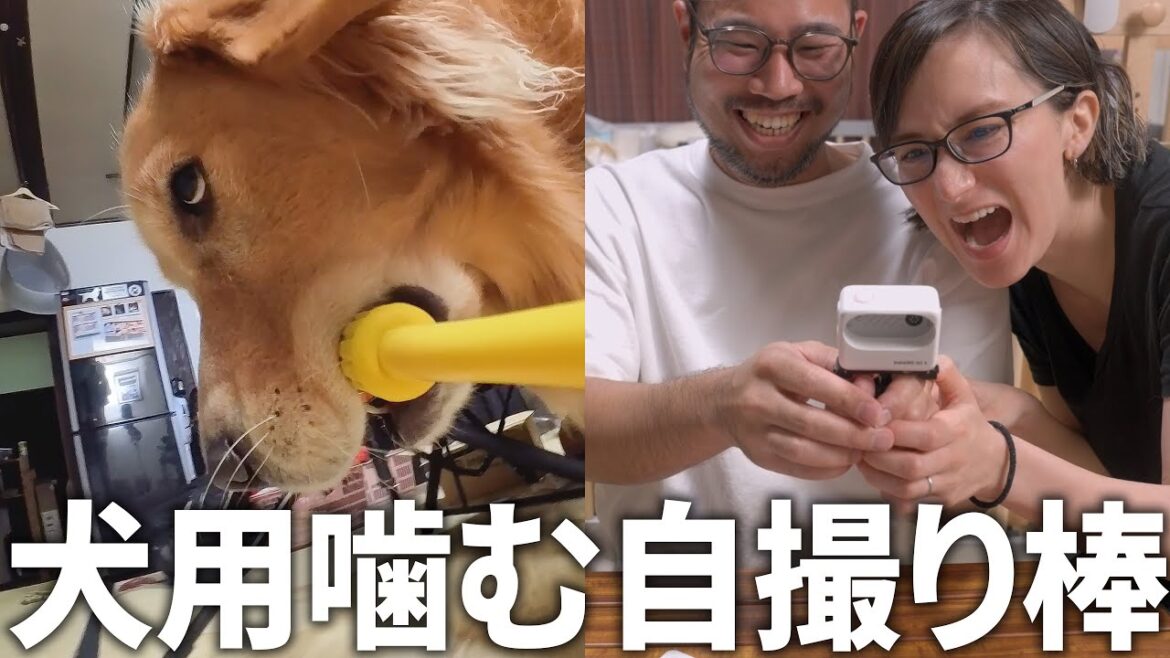 愛犬の自撮りアングルの顔が面白すぎるw【Insta360 GO 3】