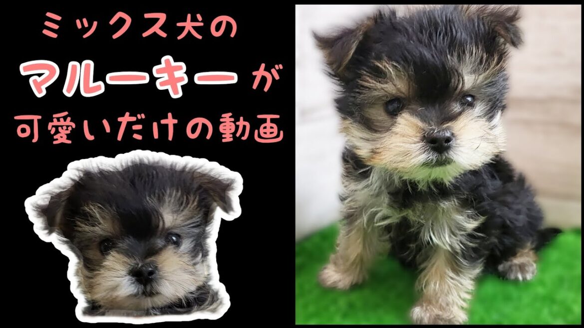 ミックス犬(マルチーズ×ヨークシャーテリア)マルーキー・子犬【川崎小田栄店】