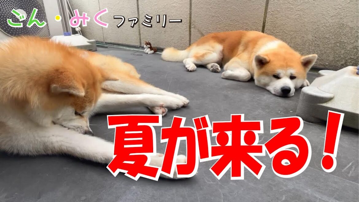 夏が来た‼　秋田犬【ごん・みく チャンネル】