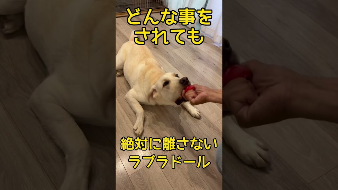 ラブラドールの顎は強めです… #shorts #shortvideo #ラブラドールレトリバー