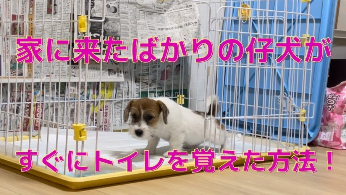 ドッグトレーナーの家に来たばかりの仔犬がすぐにトイレを覚えた方法！