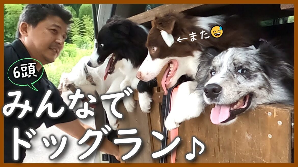 ディスク(フリスビー)に目覚めたボーダーコリー!|長男も参戦…近況は概要欄へ【多頭飼育】 ディスク(フリスビー)に目覚めたボーダーコリー!|長男も参戦…近況は概要欄へ【多頭飼育】