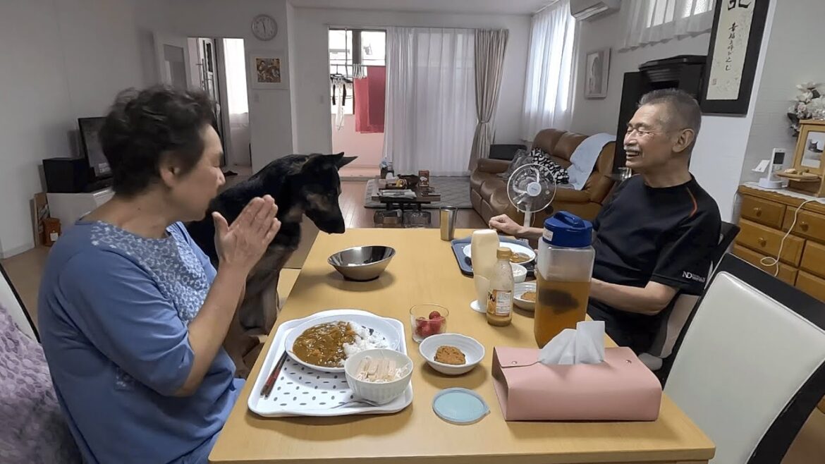 じいじとばあばに愛犬の晩ご飯を頼んだらこうなりましたｗ【ジャーマンシェパード】