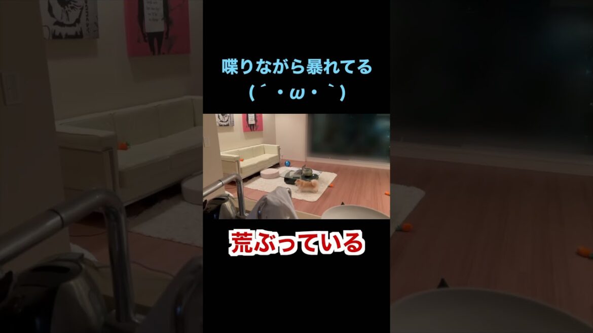 ポメラニアンが喋りながら暴れてる