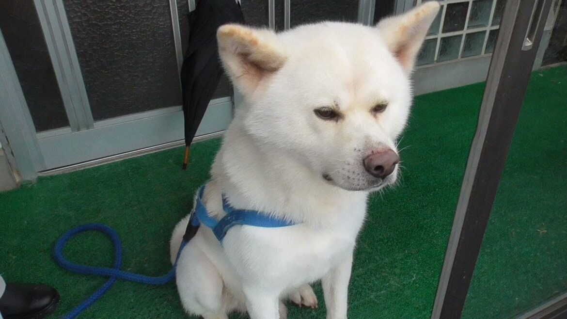 【秋田犬ゆうき】カッパを着るべきか否か？とさんざん悩んで準備万端となったところで雨がやむ【akita dog】