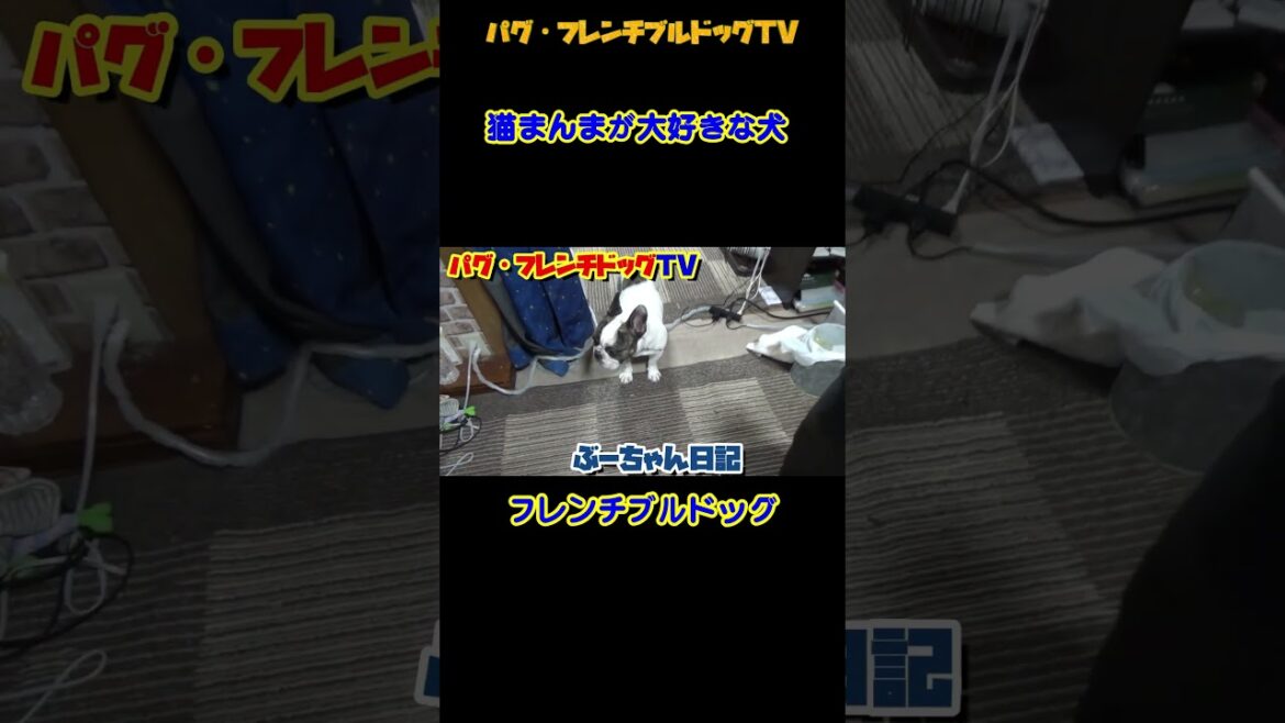 猫まんまが大好きな犬 フレンチブルドッグ『ぶーちゃん日記』 猫まんまが大好きな犬 フレンチブルドッグ『ぶーちゃん日記』