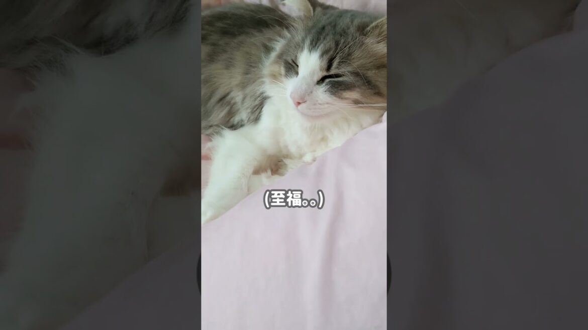 猫。うとうと。しあわせな時間。【ノルウェージャンフォレストキャット】#Shorts 猫。うとうと。しあわせな時間。【ノルウェージャンフォレストキャット】#Shorts