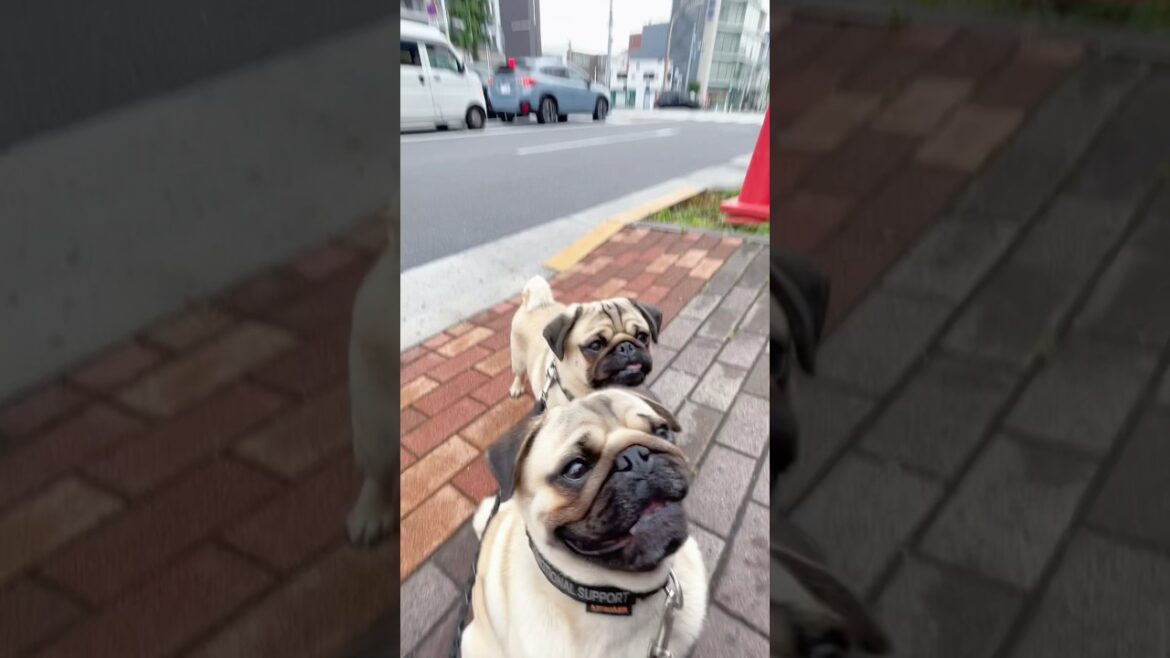 [パグ]すぐ逃げる弟 (fleeing puppy) #shorts