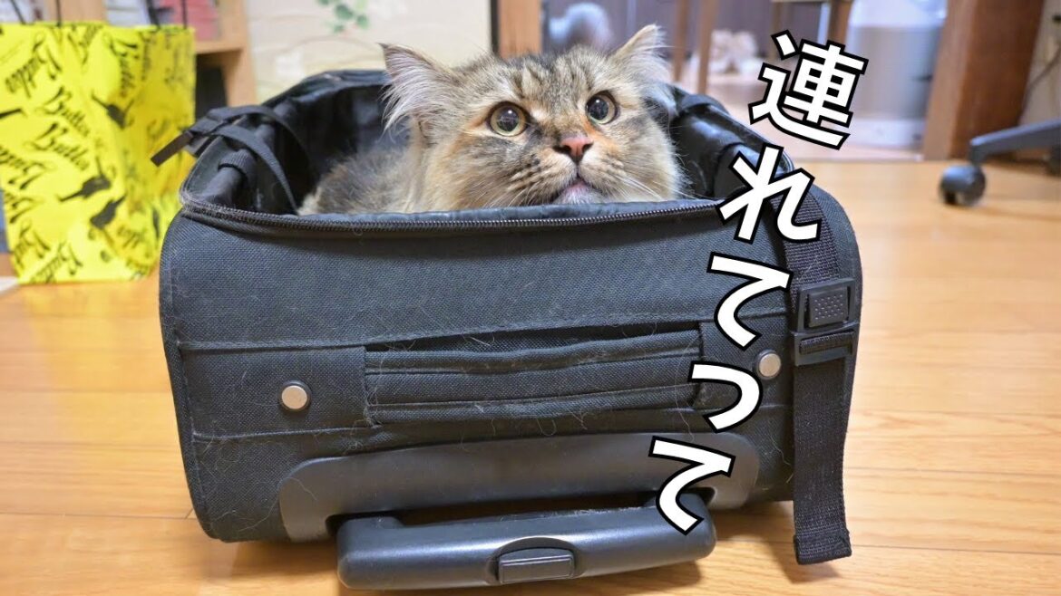 【荷造り】自らパッキングされに行く猫たちが可愛い…【サイベリアン】