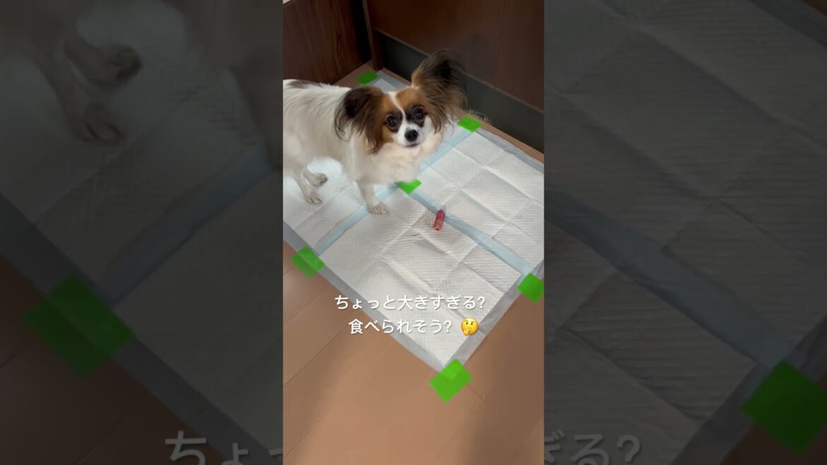 おやつとにらめっこするパピヨン🐶ハナちゃん