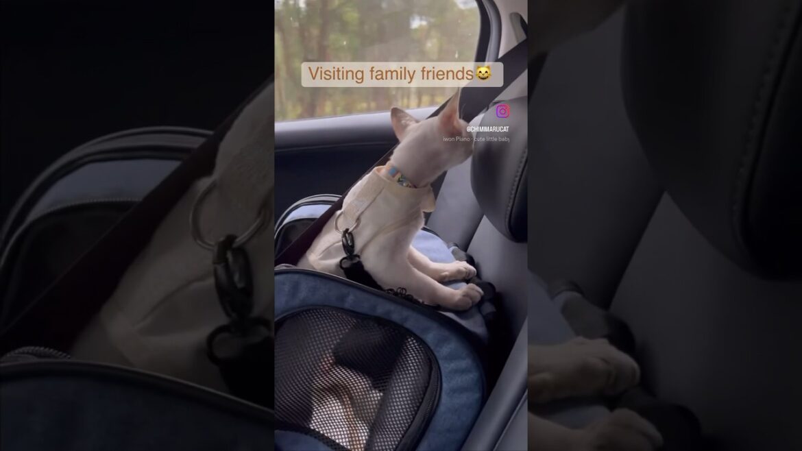 Devon Rex Cat – Taking our cat with us for friend’s home gathering😸およばれ🧡#devonrex#catlover#デボンレックス Devon Rex Cat - Taking our cat with us for friend’s home gathering😸およばれ🧡#devonrex#catlover#デボンレックス