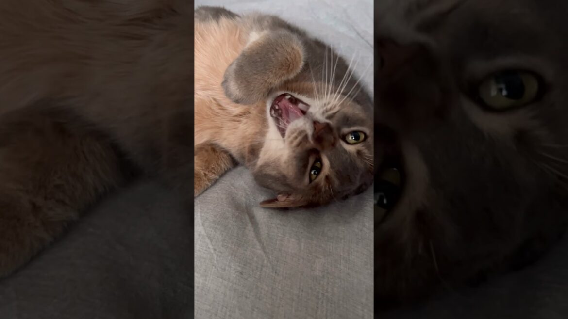 癒し系アリスちゃん #shorts #猫動画 #アビシニアン #cat #まな猫