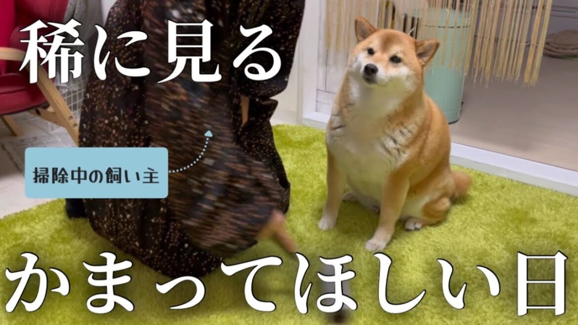 【ツンデレ】ベタベタされるのが苦手な柴犬も、甘えたい日はある。