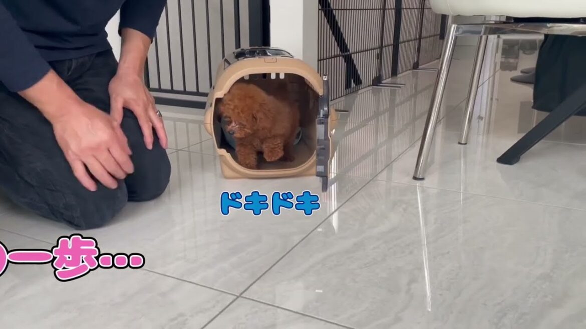 トイプードルの子犬　天使が我が家に来た日🐾お迎えに行ってきました！