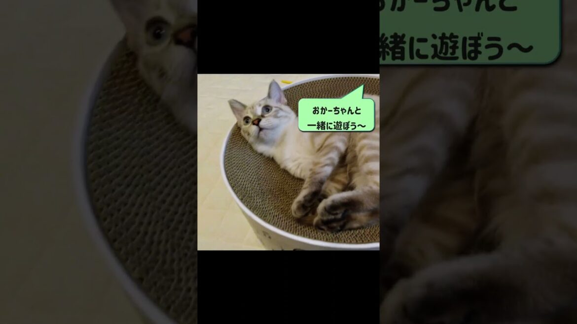 暇を持て余すシャムミックスのあんちゃん#137 #shorts #暇 #猫のいる暮らし