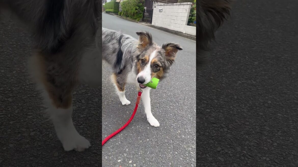 ずっとオモチャ持ってお散歩が可愛すぎる…【 ボーダーコリー ブルーマールタン 暴🌸犬🌸姫】#bordercollie #ボーダーコリー #ボーダーコリーmona家 ずっとオモチャ持ってお散歩が可愛すぎる…【 ボーダーコリー ブルーマールタン 暴🌸犬🌸姫】#bordercollie #ボーダーコリー #ボーダーコリーmona家