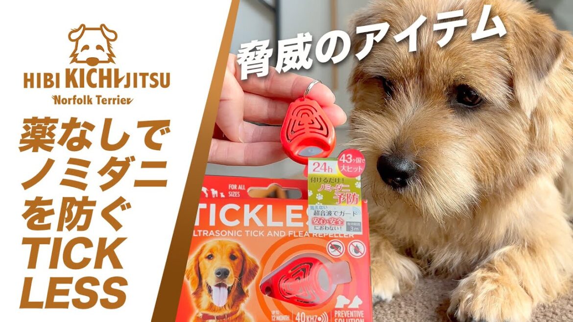 愛犬キチ  薬なしでノミダニを防ぐ TICKLESS を買いました【 dog ノーフォークテリア norfolkterrier チックレス】 愛犬キチ  薬なしでノミダニを防ぐ TICKLESS を買いました【 dog ノーフォークテリア norfolkterrier チックレス】