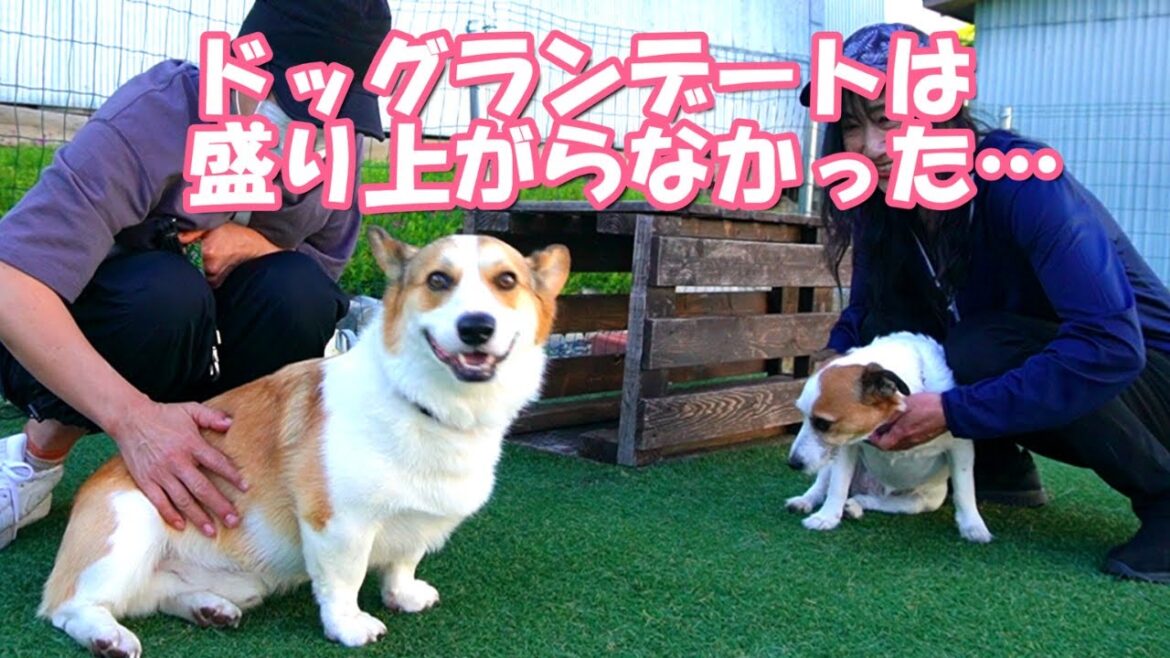 自宅のドッグランにジャックラッセルテリアのガールフレンドが遊びに来たけど、盛り上がらないふたり…コーギー小太郎は最後に逃走、大人気ない飼い主と追いかけっこ。最後は犬の手作りごはんの『コタ飯』です。