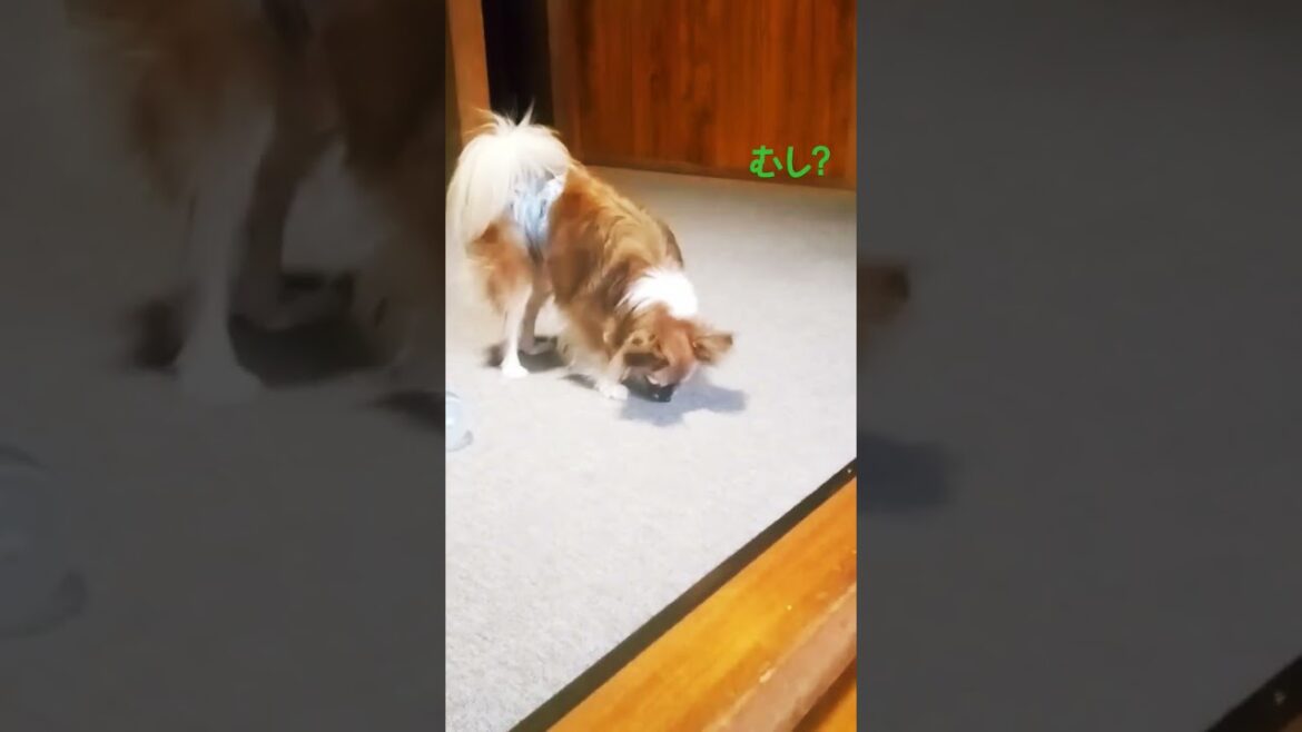 【保護犬ぱぴちわ日記】ボール遊び中に…むし?ちわわ×ぱぴよん