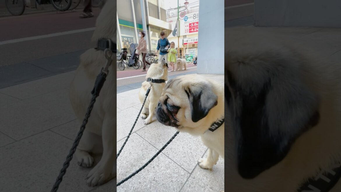 [パグ]ｶﾜｲｲ子に反応する犬🐶✨ (the dog found a cute girl) #shorts