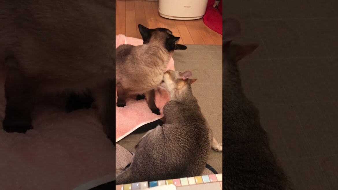 同居猫にきちんとペロペロ返しをするたぬき猫なのにゃ♪