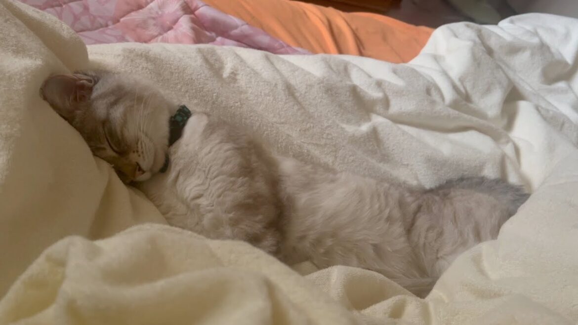 癒しの眠りを覗く！猫が枕にすっぽり包まれる様子がかわいすぎ