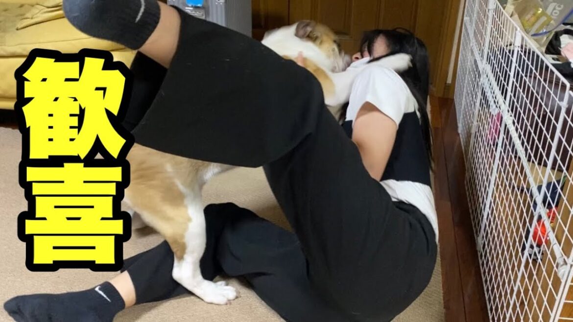 修学旅行から帰ってきた次女との再会に愛が溢れ出すブルドッグがこちら！