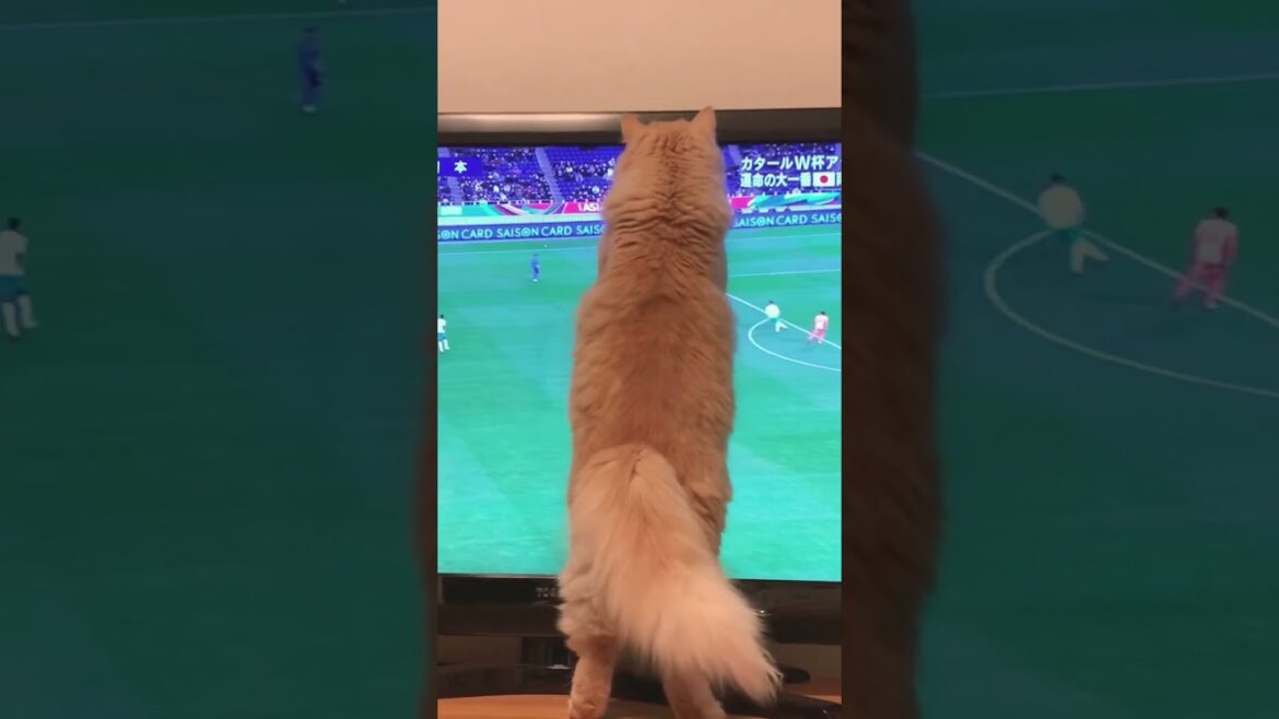ワールドカップアジア最終予選の時のぷりん#スコティッシュフォールド #猫 #癒し動画 #猫動画 #サッカー