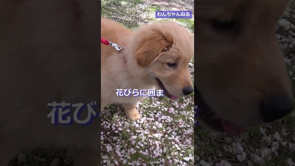 君かわいいね!!【#shorts0018】思い出のコタロー😁👍💞🐶