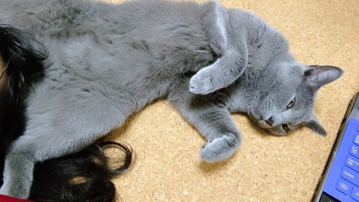 【猫動画】寝る場所を模索するロシアンブルー【russianbule】Russian blue looking for a place to sleep 【猫動画】寝る場所を模索するロシアンブルー【russianbule】Russian blue looking for a place to sleep